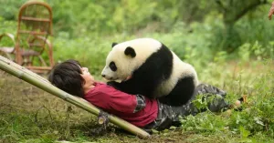 MOON - IL PANDA - Immagine: 1