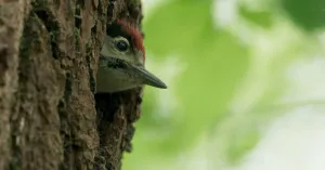LA QUERCIA E I SUOI ABITANTI - Immagine: 1