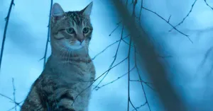 VITA DA GATTO - Immagine: 3